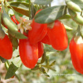 New Arrival,Factory Supply Dried Goji Berry
